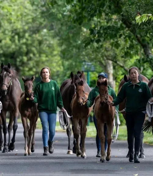 Silhouetted horses at sunrise with warm sunlight creating an ethereal glow.